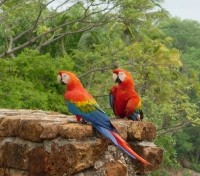 Macaws